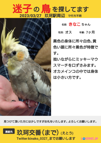 迷子鳥】山口県岩国市玖珂町でオカメインコが迷子になりました。No.21208